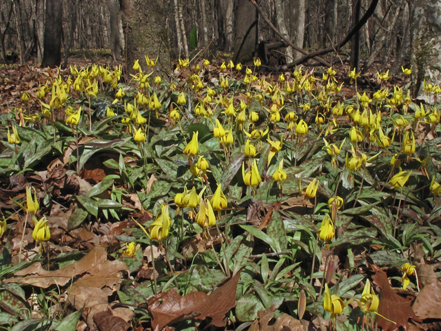 Erythronium umbilicatum (Dimpled trout lily) #50442