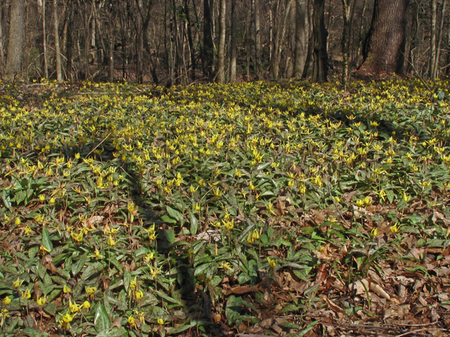 Erythronium umbilicatum (Dimpled trout lily) #50444