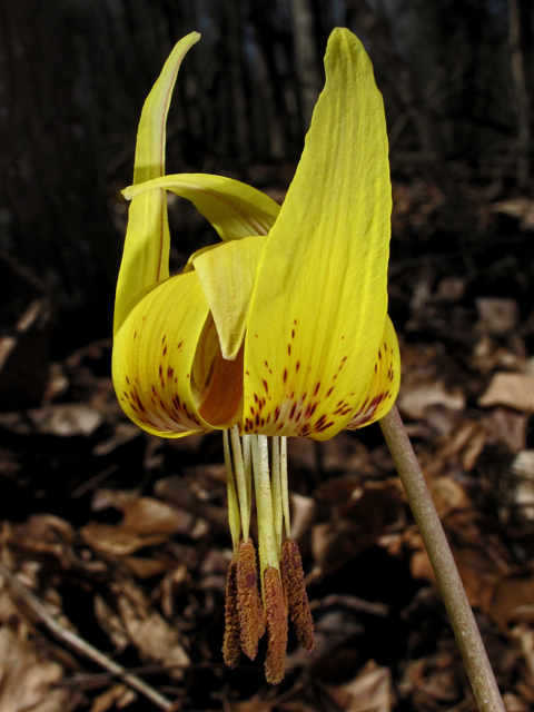 Erythronium umbilicatum (Dimpled trout lily) #50446