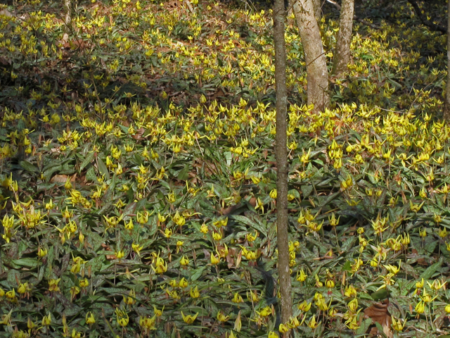 Erythronium umbilicatum (Dimpled trout lily) #50452