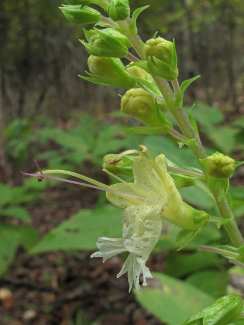 Collinsonia serotina (Blue ridge horsebalm) #52381