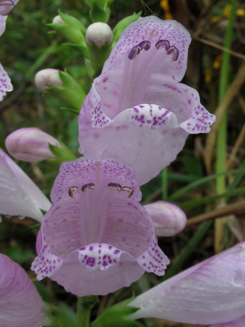 Physostegia virginiana (Fall obedient plant) #52386