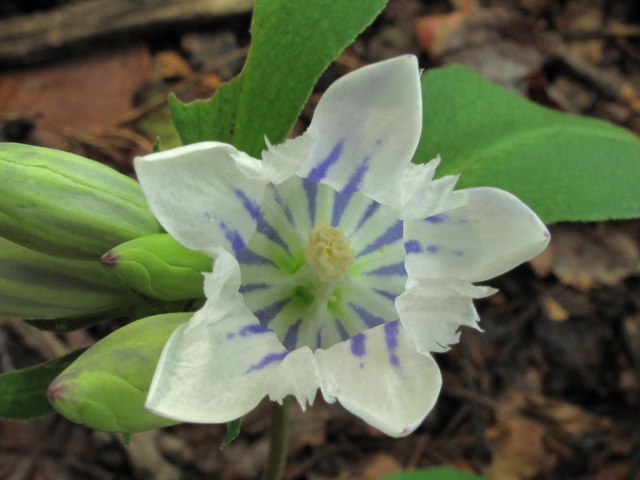 Gentiana decora (Showy gentian) #52406