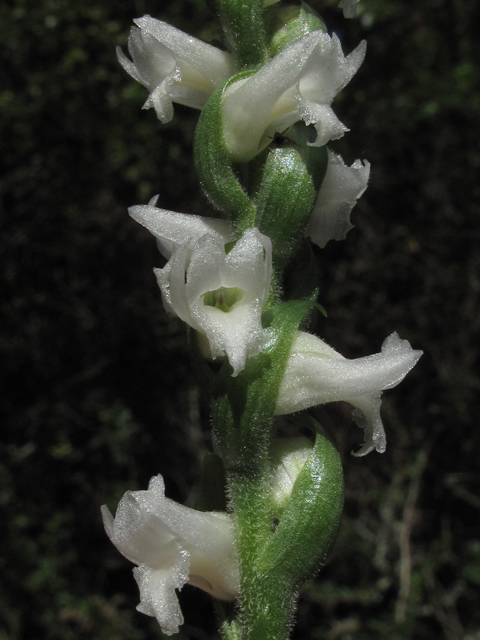 Spiranthes cernua (Nodding ladies'-tresses) #52417