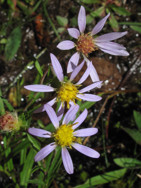 Eurybia avita (Alexander's rock aster) #52424