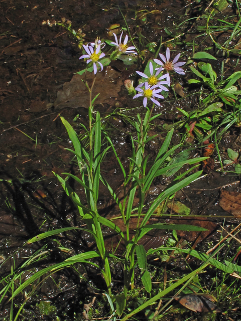 Eurybia avita (Alexander's rock aster) #52436