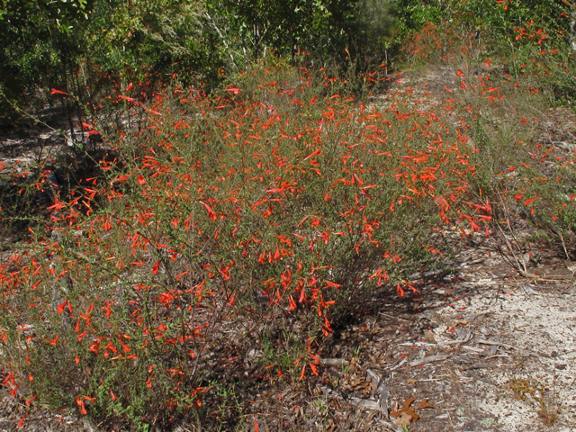 Clinopodium coccineum (Scarlet calamint) #52459