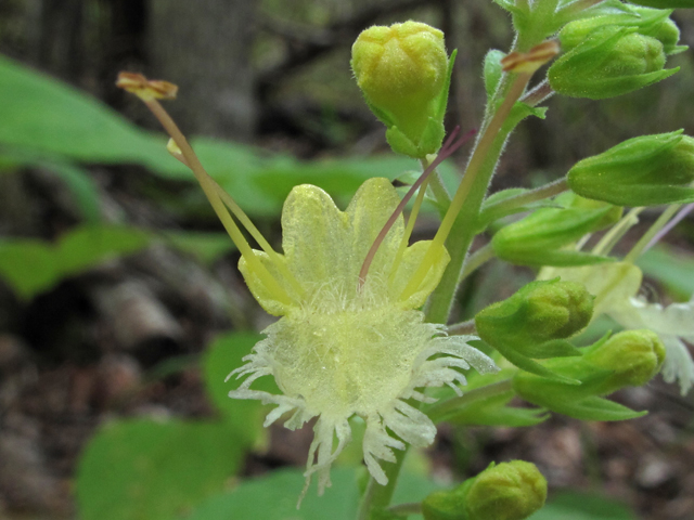 Collinsonia serotina (Blue ridge horsebalm) #58138