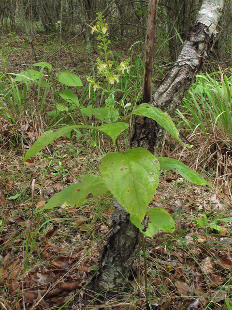 Collinsonia serotina (Blue ridge horsebalm) #58139