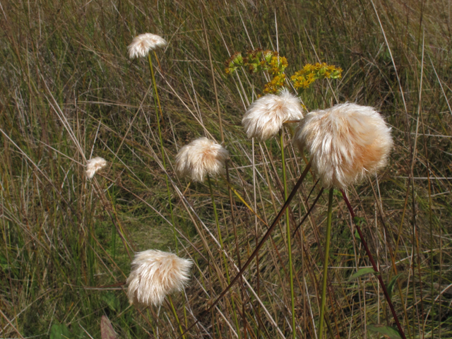 Eriophorum virginicum (Tawny cottongrass) #58165