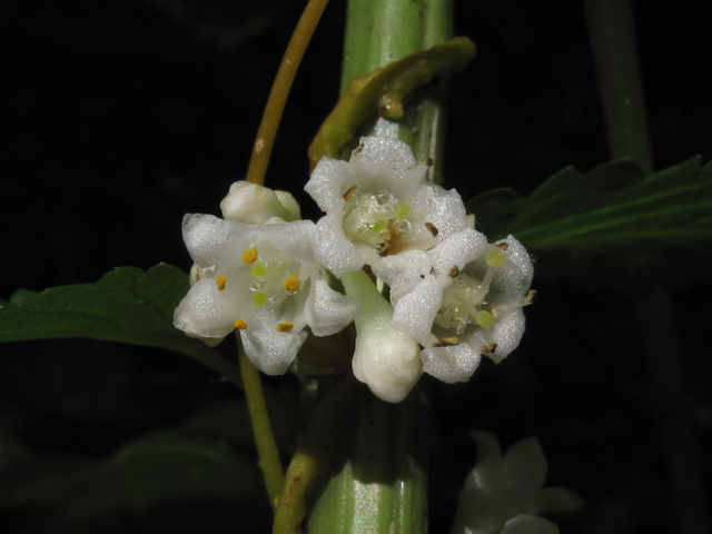 Cuscuta rostrata (Beaked dodder) #58171