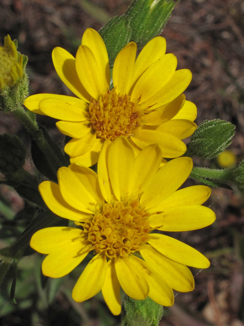 Chrysopsis mariana (Maryland goldenaster) #58185