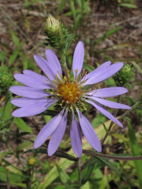 Eurybia surculosa (Creeping aster) #58186