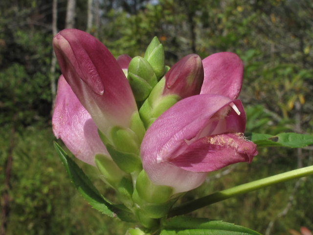 Chelone cuthbertii (Cuthbert's turtlehead) #58191