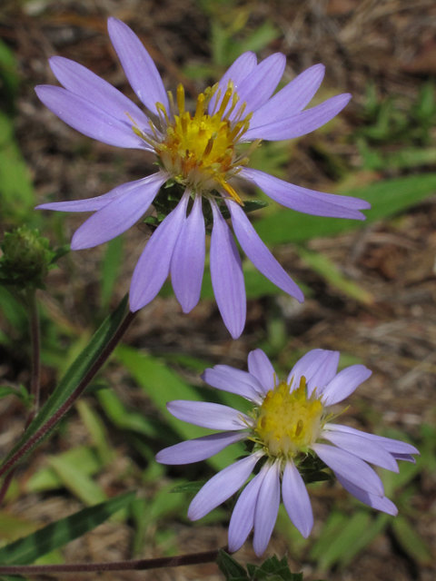 Eurybia surculosa (Creeping aster) #58193