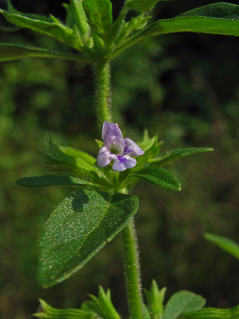 Hedeoma pulegioides (American false pennyroyal) #58208