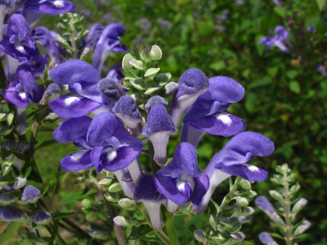 Scutellaria incana (Hoary skullcap) #58250