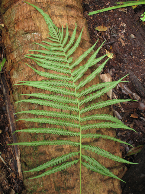 Thelypteris ovata var. ovata (Ovate marsh fern) #58294