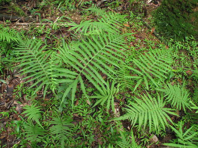 Thelypteris ovata var. ovata (Ovate marsh fern) #58295