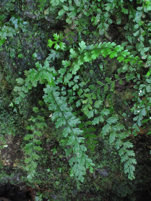 Asplenium biscaynianum (Biscayne spleenwort) #58311