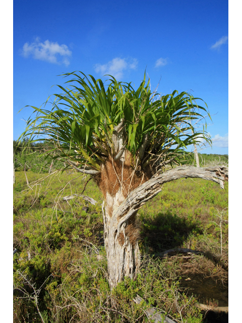 Cyrtopodium punctatum (Cowhorn orchid) #59925