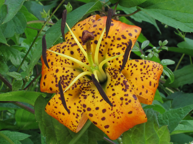 Lilium superbum (Turk's-cap lily) #59934