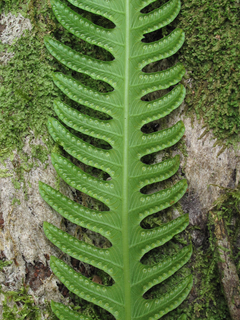 Thelypteris opulenta (Jeweled maiden fern) #59948