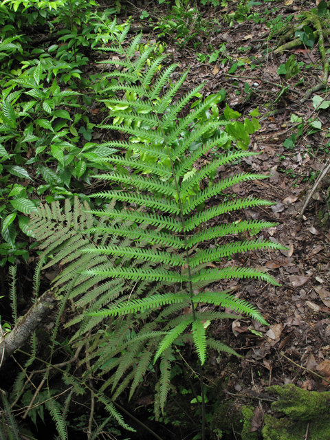 Thelypteris opulenta (Jeweled maiden fern) #59949