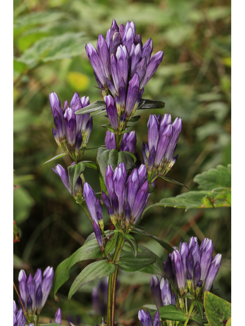 Gentianella quinquefolia (Agueweed) #60037