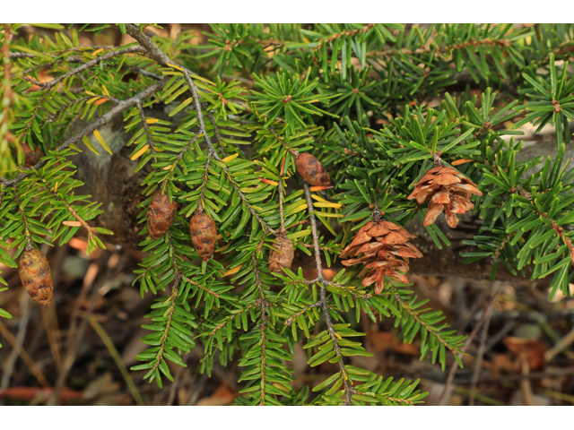 Tsuga caroliniana (Carolina hemlock) #60044