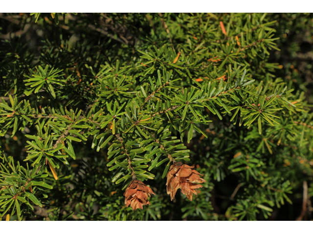 Tsuga caroliniana (Carolina hemlock) #60045