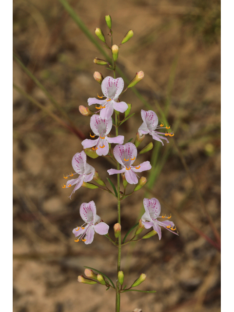 Dicerandra linearifolia (Coastal plain balm) #60047