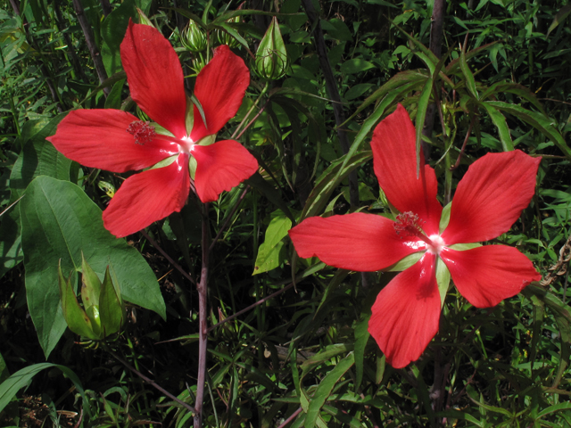 Hibiscus coccineus (Scarlet rosemallow) #60352