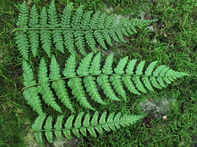 Dryopteris intermedia (Intermediate woodfern) #60405