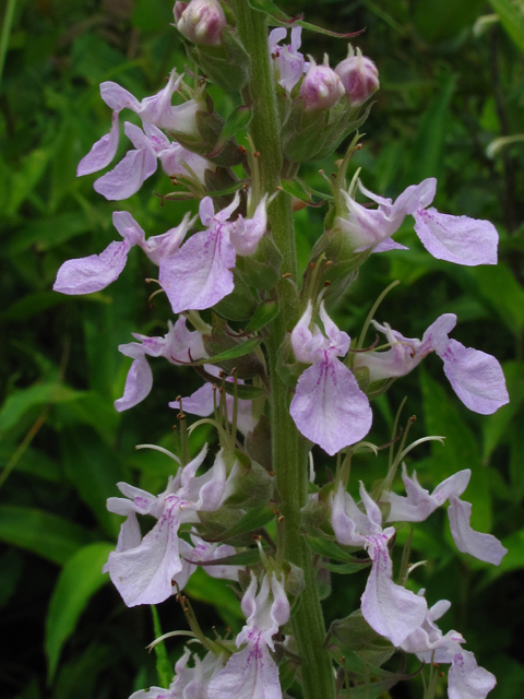 Teucrium canadense (American germander) #60409