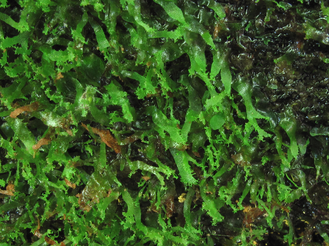 Hymenophyllum tayloriae (Taylor's filmy fern) #60414