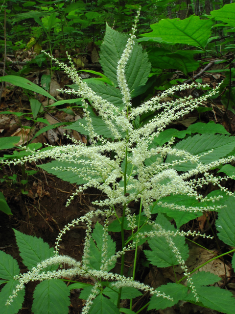 Aruncus dioicus (Bride's feathers) #60446