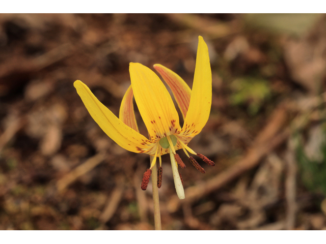 Erythronium umbilicatum (Dimpled trout lily) #60734