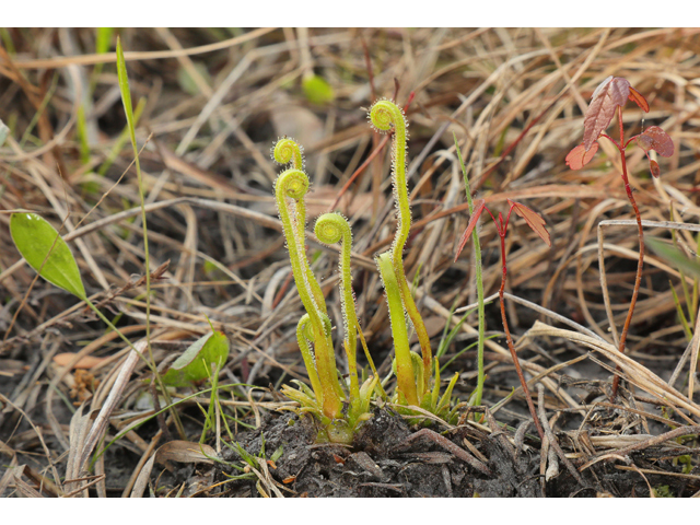 Drosera tracyi (Tracy's sundew) #60743