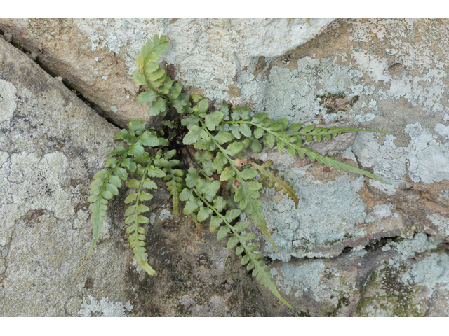 Asplenium gravesii (Graves spleenwort) #60745