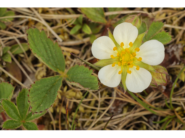 Fragaria vesca ssp. americana (Woodland strawberry) #60765