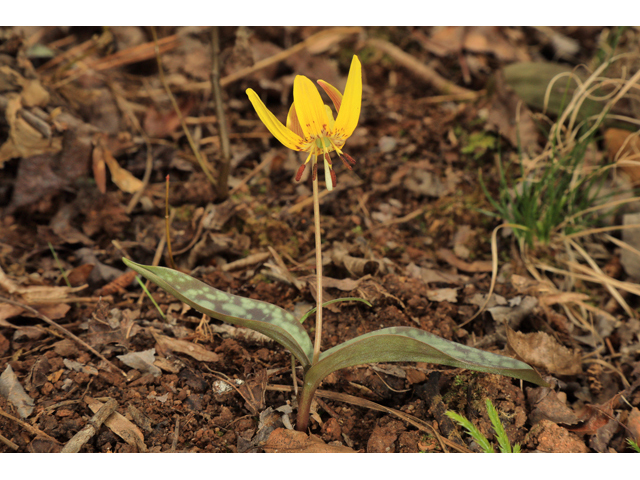 Erythronium umbilicatum (Dimpled trout lily) #60771