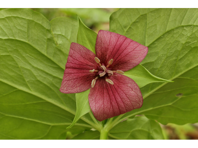 Trillium vaseyi (Sweet trillium) #60807