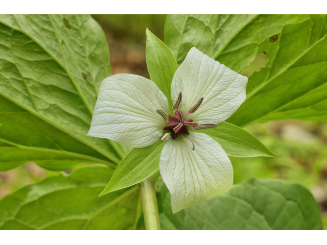 Trillium vaseyi (Sweet trillium) #60817