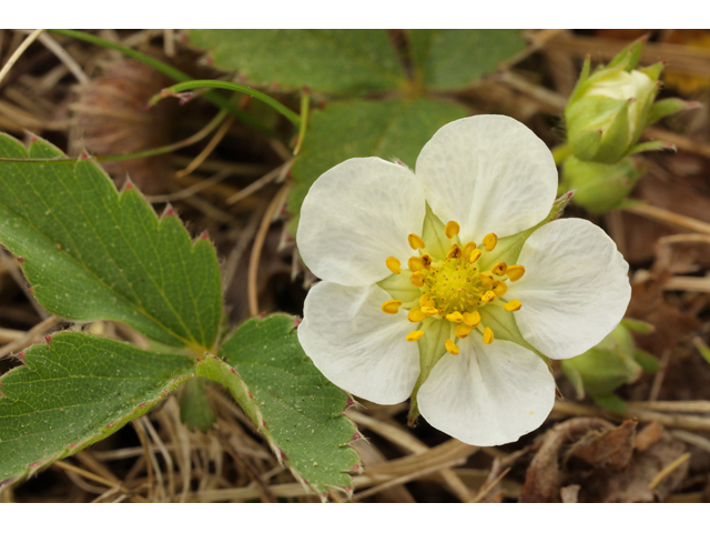 Fragaria vesca ssp. americana (Woodland strawberry) #60820