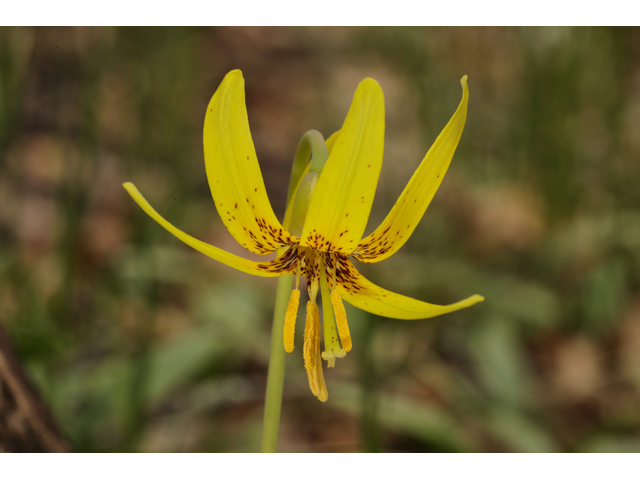 Erythronium umbilicatum ssp. monostolum (Dimpled troutlily) #60842