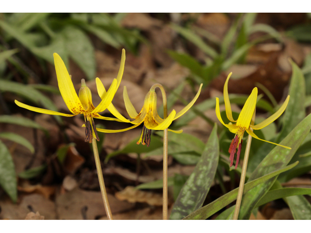 Erythronium umbilicatum ssp. monostolum (Dimpled troutlily) #60843