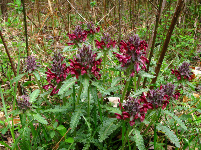 Pedicularis canadensis ssp. canadensis (Canadian lousewort) #61191