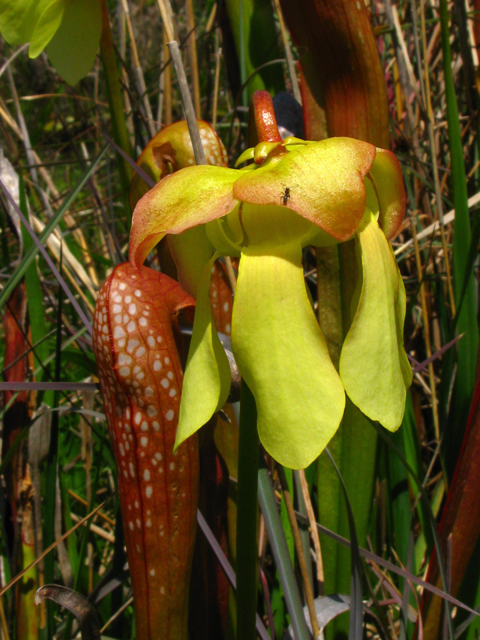 Sarracenia minor (Hooded pitcherplant) #61205