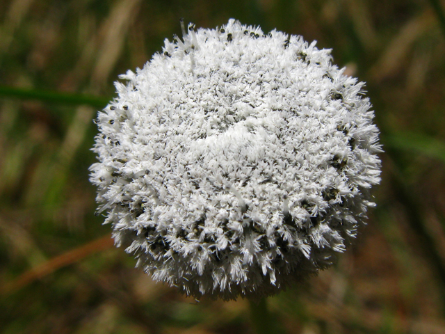 Eriocaulon decangulare (Ten-angle pipewort) #61239